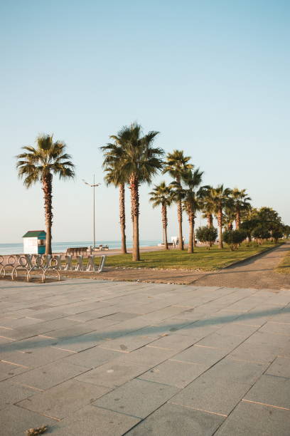 istock Palm trees in the sunset. Batumi. Georgia 1484529506