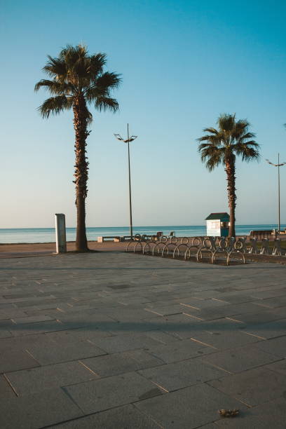 istock Palm trees in the sunset. Batumi. Georgia 1484529509