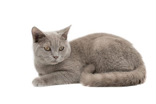 British kitten sitting in front of white background.