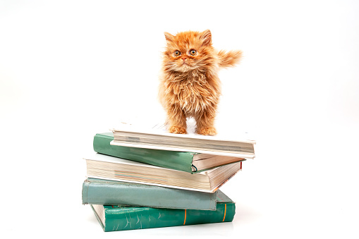 Ginger kitten on the encyclopedia