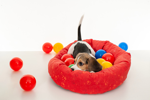 Baby beagle playing in his bed with colorful balls