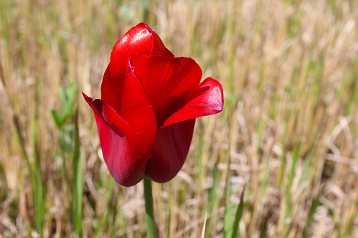 Close up of a lonely, beautiful red tulip in a meadow