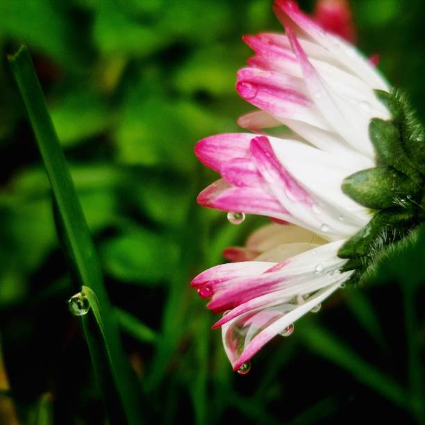 water drops from nature