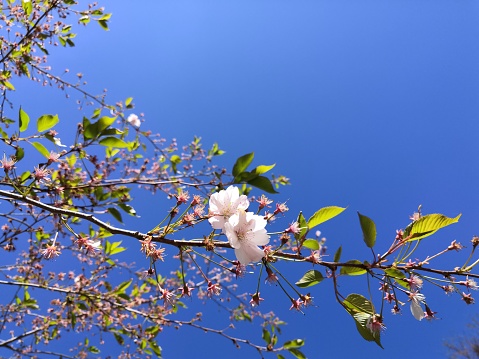 Branch of the cherry tree (Prunus yedoensis) with open and still closed pink blossoms as well as fresh green leaves is waving gently in the wind in front of a dark blue and cloudless sky
