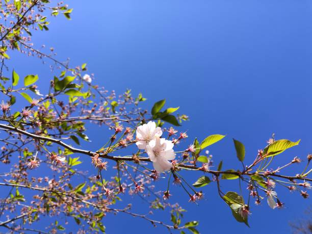 ramo da cerejeira (prunus yedoensis) com flores cor-de-rosa abertas e ainda fechadas, bem como folhas verdes frescas está acenando suavemente ao vento em frente a um céu azul escuro e sem nuvens - cherry blossom flower head spring flower - fotografias e filmes do acervo