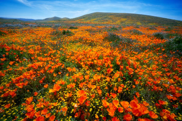 Antelope Valley Poppy Reserve - Interplay of Color