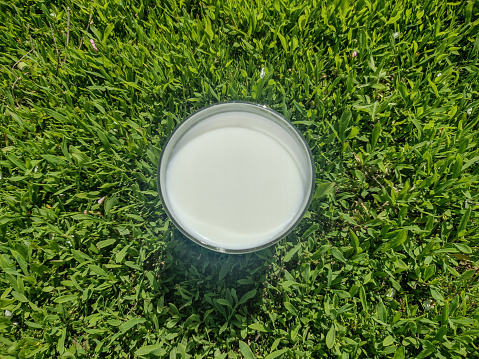 Glass of cow's milk in the grass