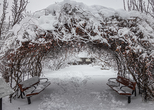 After a snowstorm. A garden in the region of Montreal in Canada.