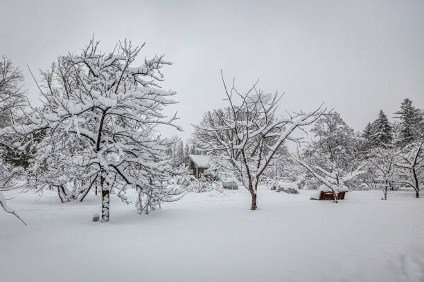 istock Winter landscape in Montreal, Canada 1484546228