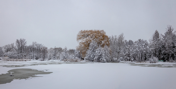 Partial view of frozen lake and snow covered trees around it after a heavy snowfall; Missouri, Midwest