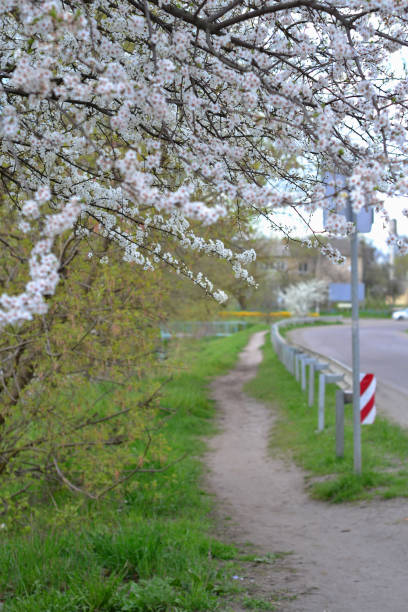 istock A path to the lake near the road, a flowering tree 1484546414