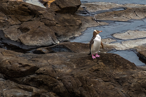 Yellow-eyed Penguin in Curio Bay New Zealand