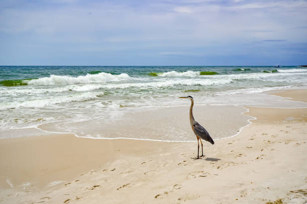 istock Coastal Wildlife - Great Blue Heron 1484549618