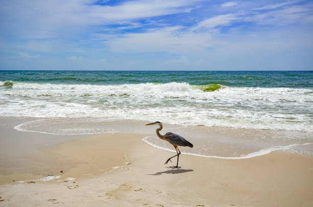 istock Coastal Wildlife - Great Blue Heron 1484549619