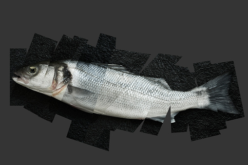 Sea bass photo, cut and recomposed, on a grey background