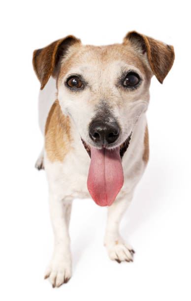 istock Dog looking at the camera smiling tongue out open mouth. 1484551584