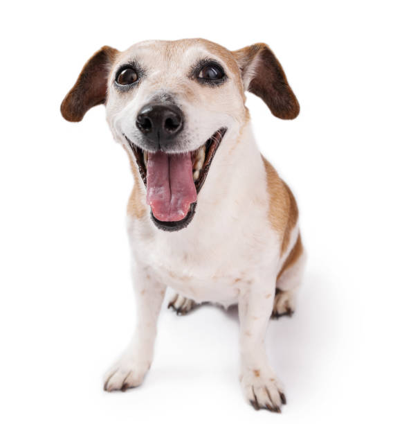 istock Adorable senior dog on white background sitting full length looking at camera 1484551670