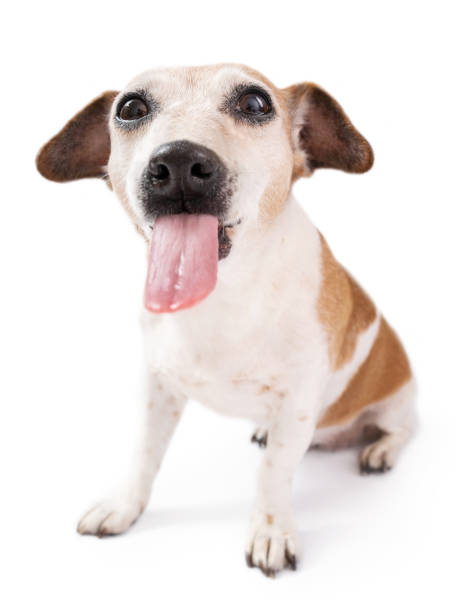 istock Tongue out. Lovely silly dog having fun. 1484551686