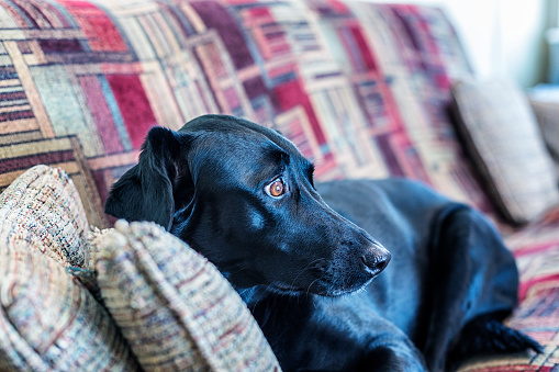 An anxious but curious female mixed breed Labrador Retriever pet dog is listening and staring wide-eyed out through an off-camera sliding glass door. She was sleeping while lounging on the living room sofa when a sudden surprise noise outside startled her and woke her up.