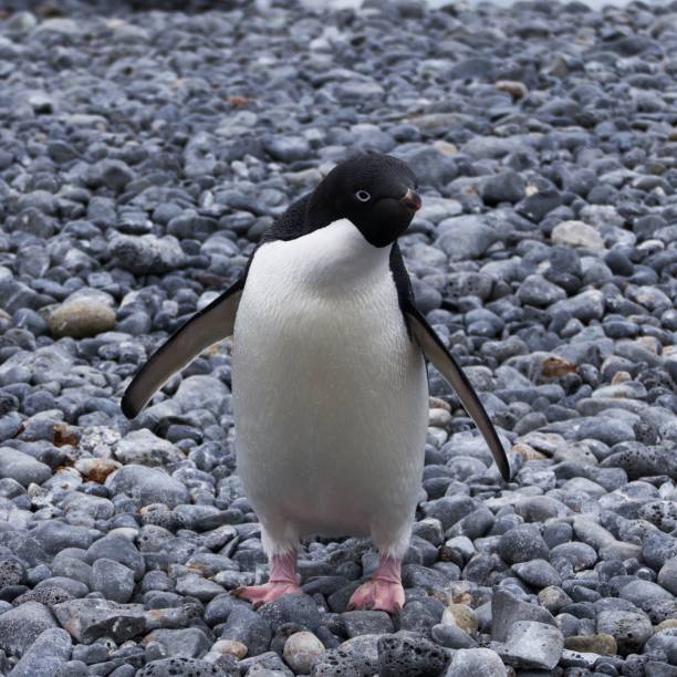 istock a small penguin walking across a bed of rocks on a beach 1484551890