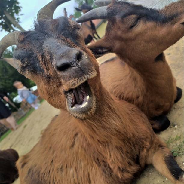 istock funny little brown goat 1484552263
