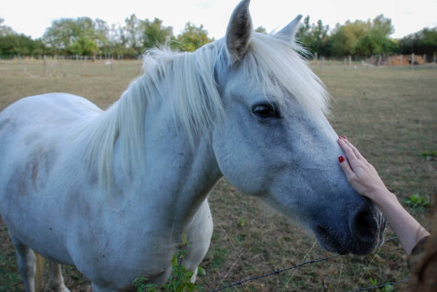 istock White horse portrait in its pasture 1484552323