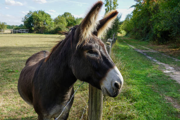 Ane portrait in his pasture
