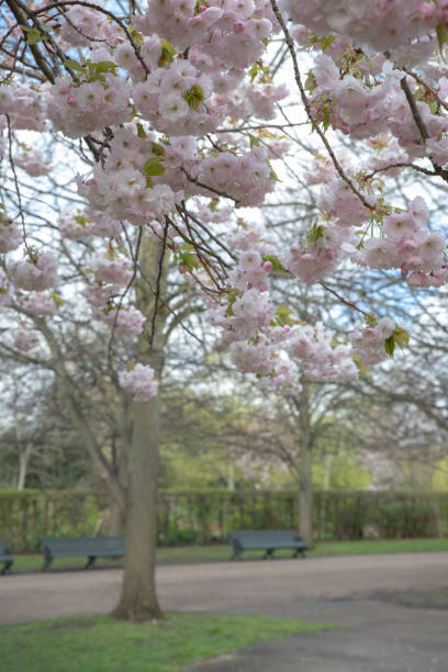istock The Regents Park in London 1484552741