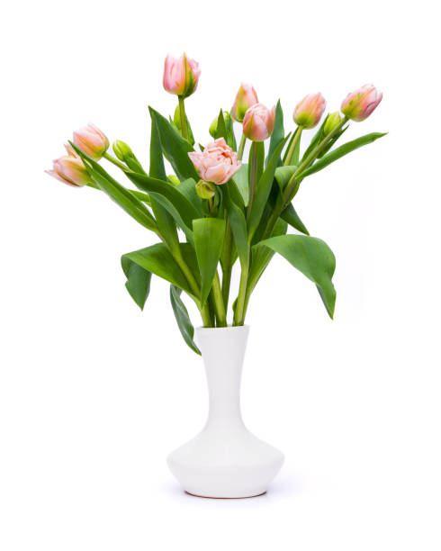istock Elegant pastel pink Dreamer tulips spring bouquet in white vase on white background. Spring tulips. Tulips bouquet cut out. 1484555256