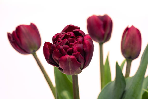 우아하고 풍부한 벨벳 짙은 보라색 부르고뉴 팔미라 튤립 봄 꽃다발은 흰색 바탕에 흰색 꽃병에 있습니다. 봄 ��튤립. 튤립 꽃다발이 닫힙니다. - double tulip 뉴스 사진 이미지