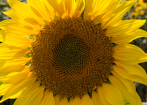 Macro image of a perfect sunflower head.\n\nAugust 2017