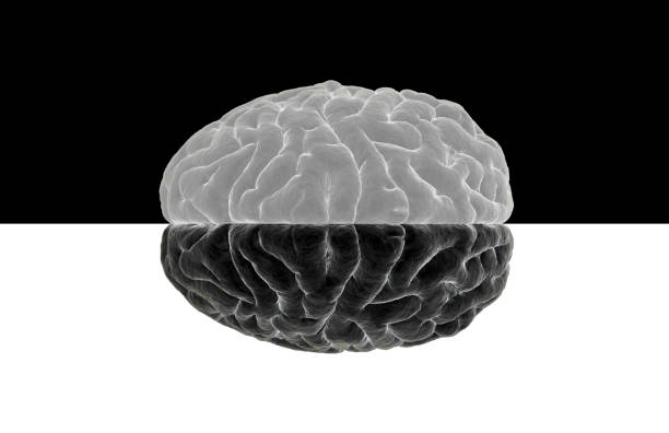 Opposite brain