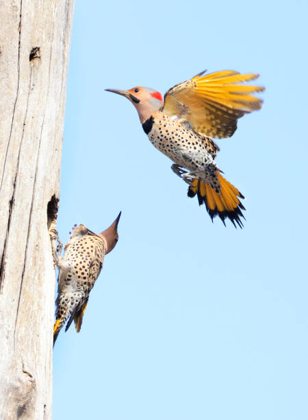 istock Northern Flickers family portrait 1484556594