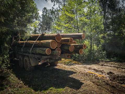 timber truck on the forest road