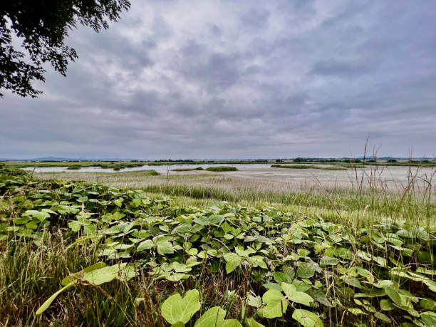 istock field and sky in the morning cloudy weather 1484559975