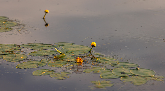 Lake with yellow water lilies in the evening in summer.