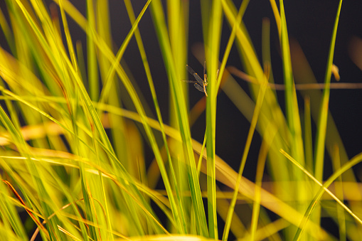 A pair of dragonflies sitting on the grass.