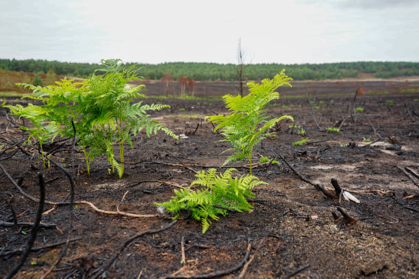 istock Close up of bracken growing after a fire 1484567426