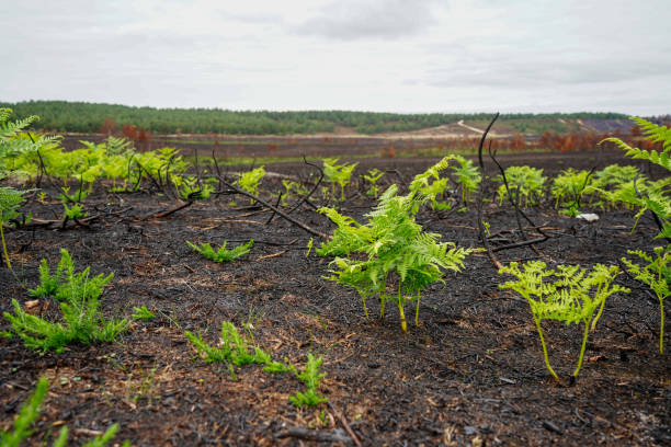istock Close up of bracken growing after a fire 1484567444