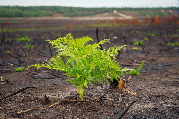 istock Close up of bracken growing after a fire 1484567490