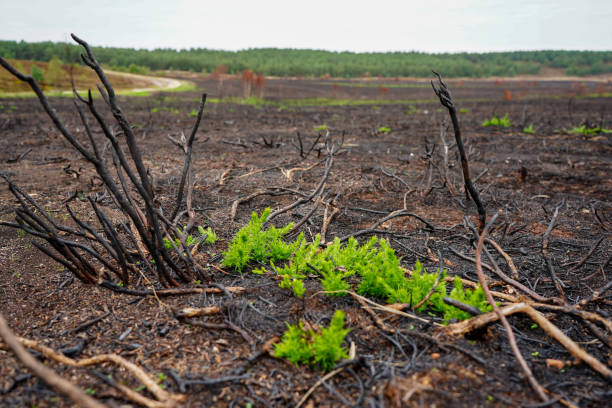 istock Close up of bracken growing after a fire 1484567526