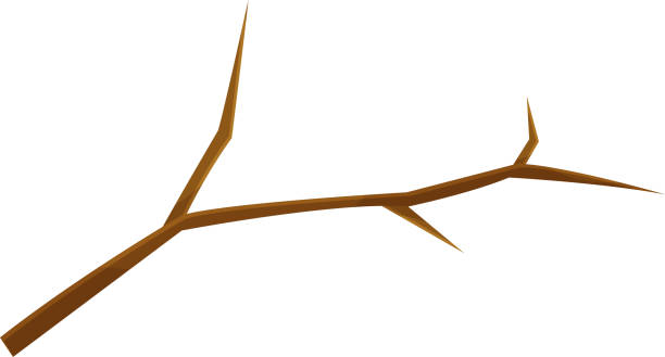 istock vector illustration of a tree branch, a broken branch, a wooden knot 1484569244