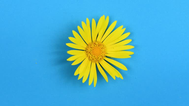 Time lapse yellow daisy flower isolated on blue background. Minimal nature concept. A beautiful opening of a yellow daisy flower.