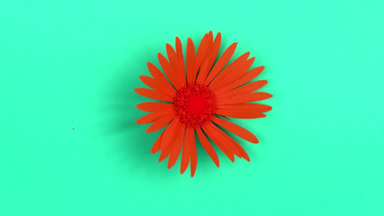 Time lapse red abstract flower isolated on blue background. Minimal nature concept. A beautiful opening of a yellow daisy flower.