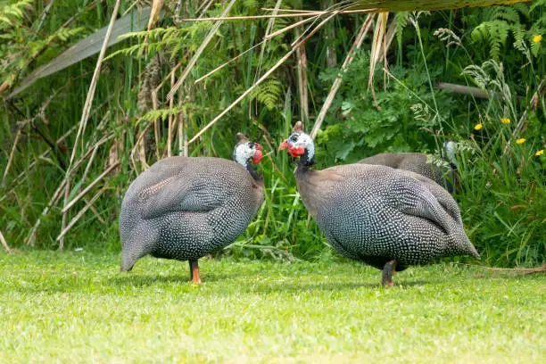 Photo of Helmeted guineafowl (Numida meleagris), introduced to and naturalized  in New Zealand originally as domestic stock. Stewart Island, New Zealand