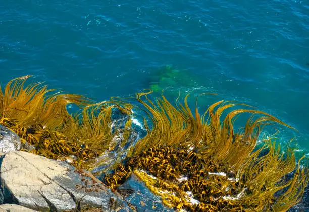 Photo of Fascinating patterns created by giant kelp, said to be mermaid's hair, along the coast of the city of Bluff at the southermost point of the Southern Isalnd of New Zealand