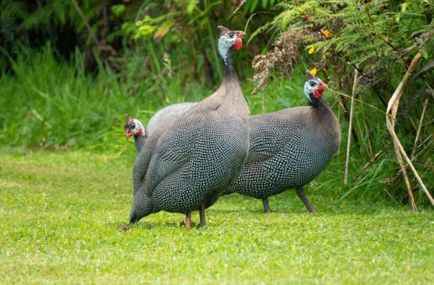 Photo of Helmeted guineafowl (Numida meleagris), introduced to and naturalized  in New Zealand originally as domestic stock. Stewart Island, New Zealand
