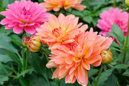 Multicolored blooming dahlia flowers in summer. Green leaves. Close-up of orange and pink dahlias and buds.