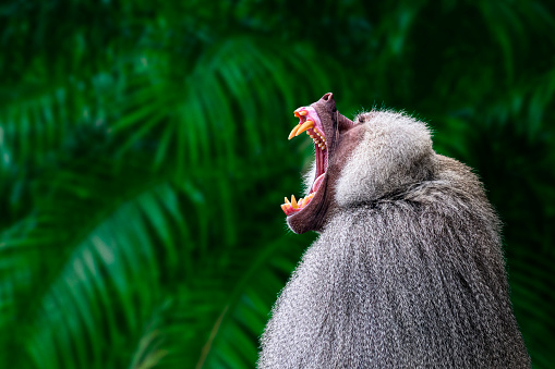 Dominant male hamadryas baboon with wide open mouth showing large fangs. Hamadryas baboons are distributed in Ethiopia, Eritrea, Somalia, Djibouti, and Yemen.