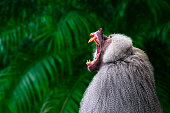 Monkey portrait - dominant baboon showing its teeth